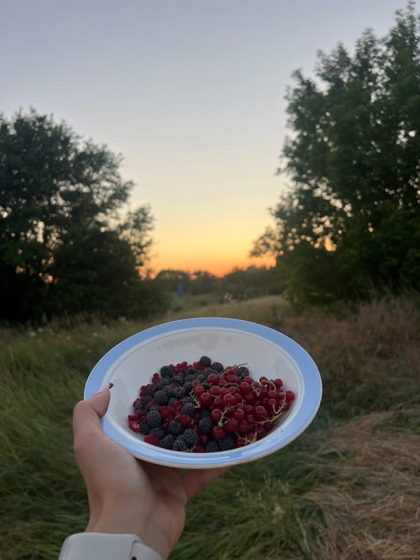 Summer evening garden: berries, blooms, and golden-hour light