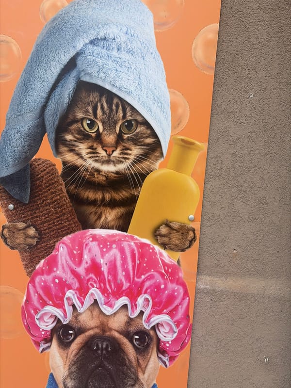 Daily life moments documented across Plovdiv, Bulgaria