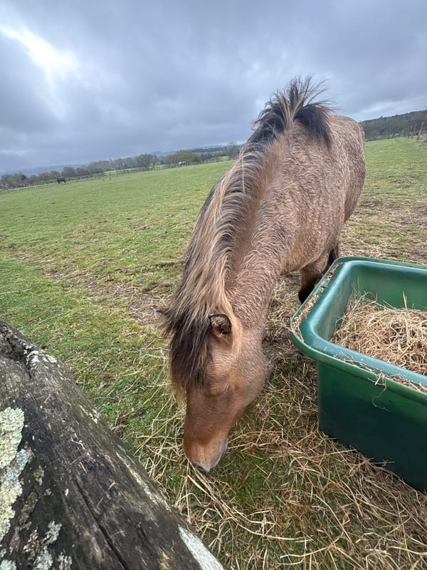 Brown horse grazes near feeding trough in Horsham pasture