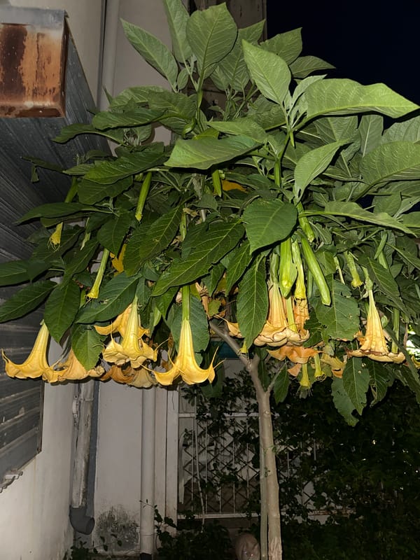 Floral displays documented in Budva draw admiration