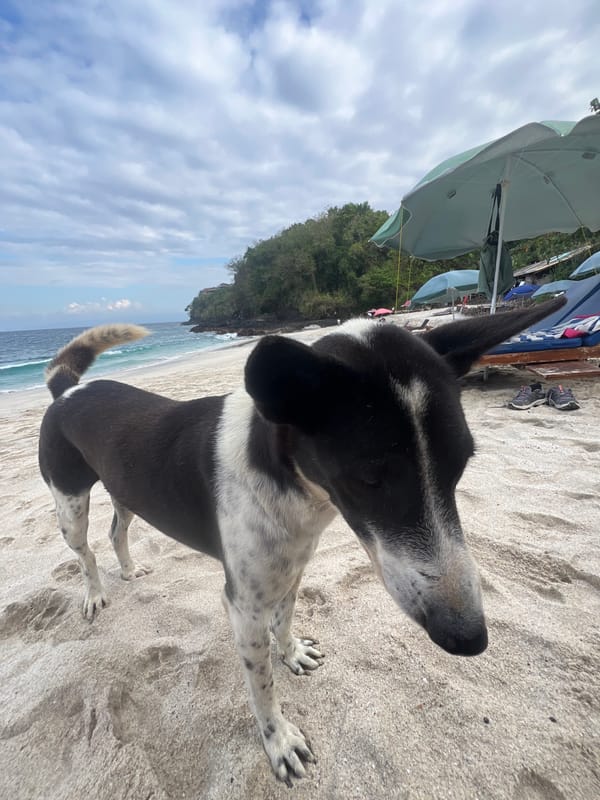Beach dog, ocean views, and lazy morning vibes in Manggis