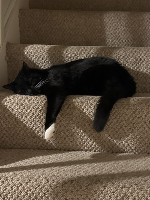 Black cat spotted resting on carpeted stairs in Desborough home