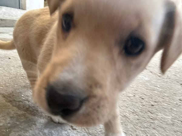Morning moments with puppy and personal items in Parvomai