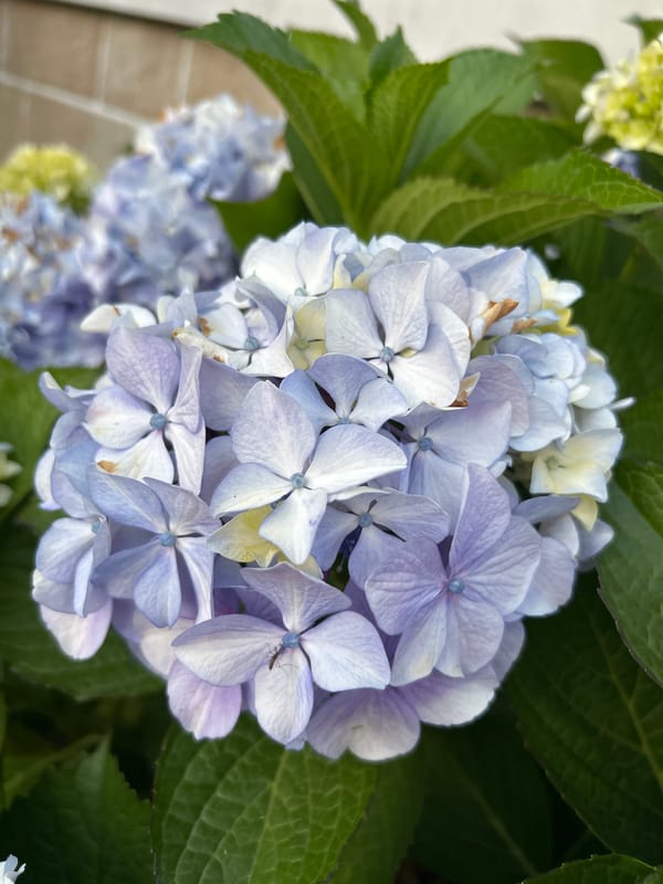 Individual documents blooming flowers in Porto evening photography session