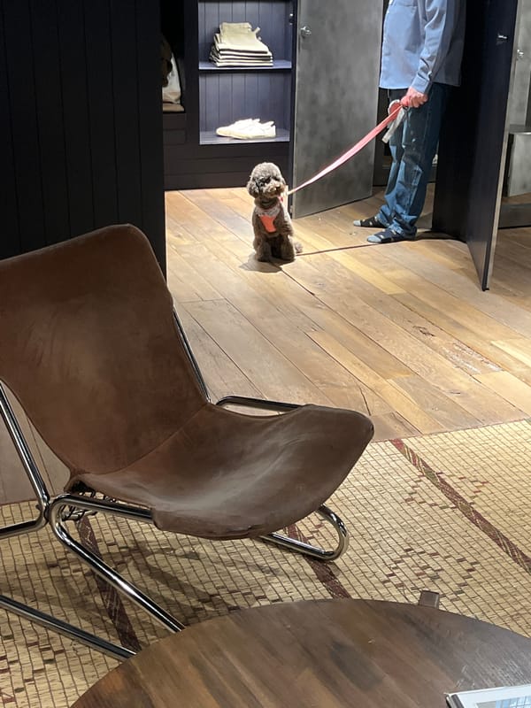 Indoor scenes with dog walking and furnished spaces in Madrid