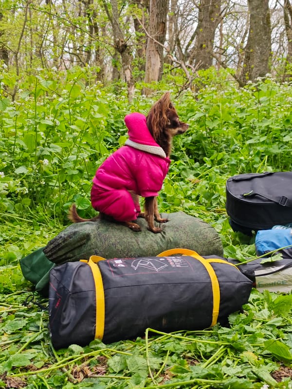 Dog in pink coat spotted on camping gear near Ostrogorka