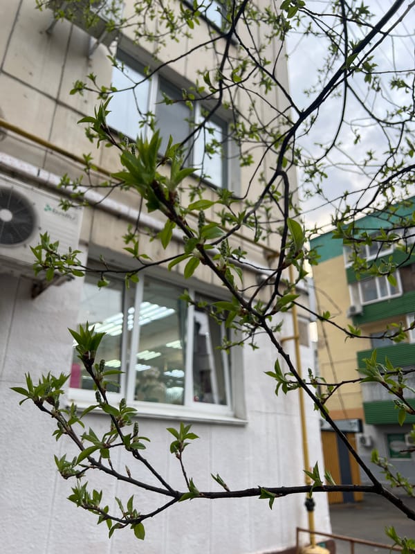 Spring greenery observed in urban Ufa, Russia