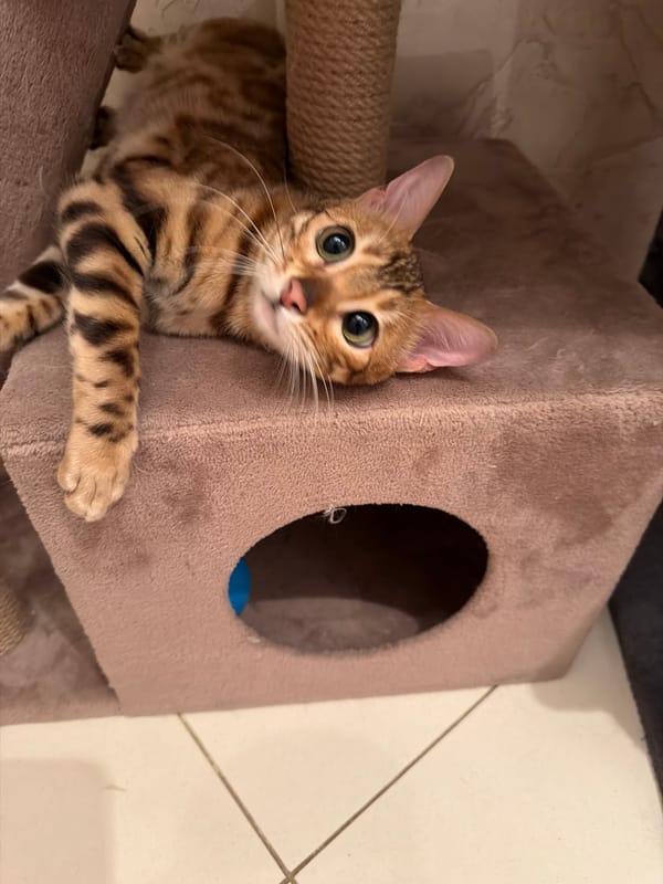 Girl and Bengal cat share indoor moment in Vsevolozhsk