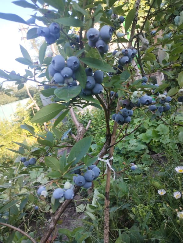 Ripe blueberries and garden blooms in a Sumy backyard