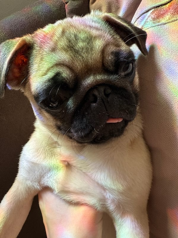 Pug enjoys lazy afternoon with rainbow light on couch