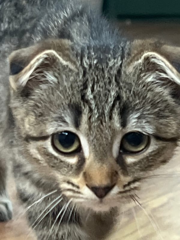 Two cats, one grey tabby, one white, photographed indoors in Russia