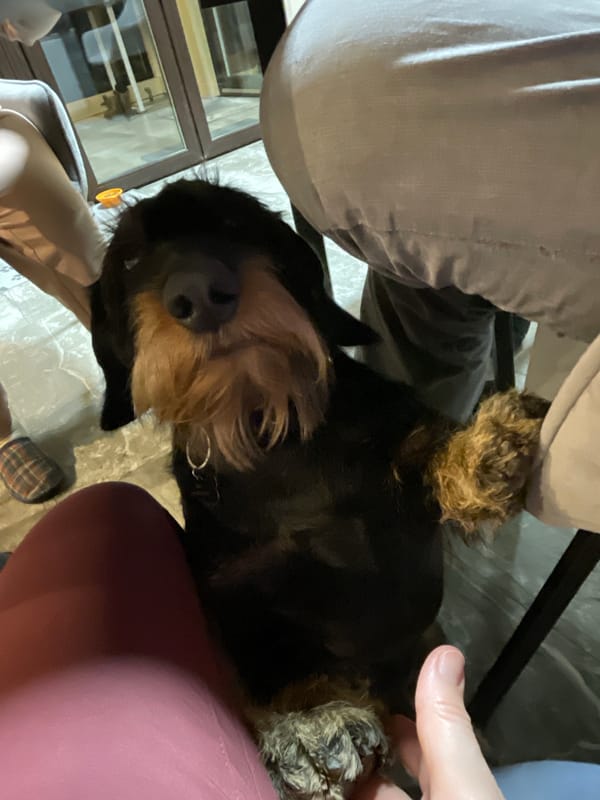 Evening pet interactions captured in Russian home gathering