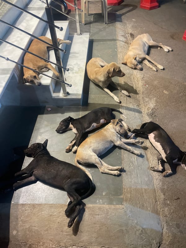 Dogs rest near illuminated Hindu temple in Mumbai
