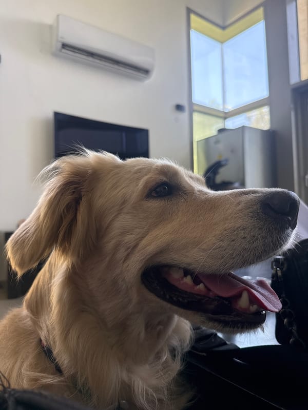 Golden retriever caught mid-pant on a Tel Aviv day
