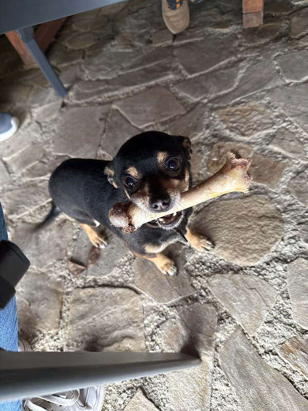 Dog enjoys bone on patio in Bulgarian village