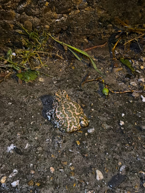 Toad spotted on pavement in Bulgarian village, briefly disturbed