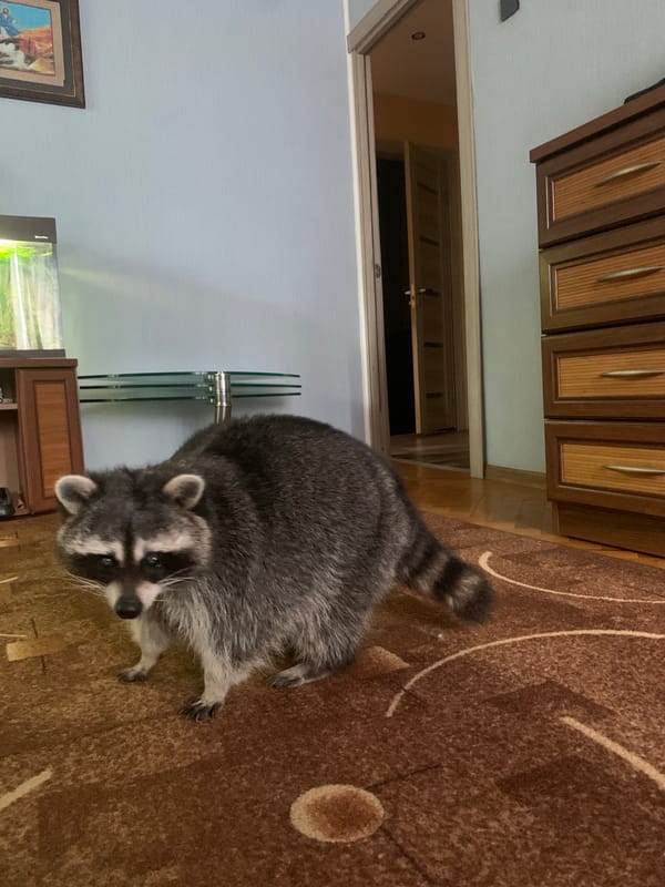 Raccoon makes itself at home indoors, twice.