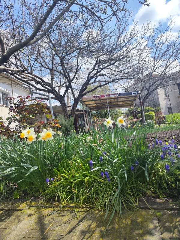 Dog spotted in spring garden in Sadievo, Bulgaria
