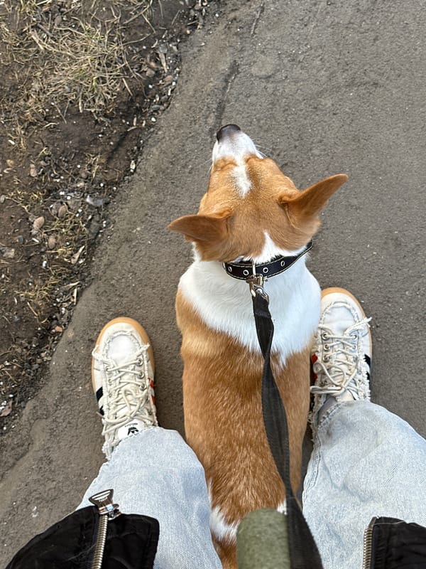 Morning at home with Corgi and flowers in Moscow