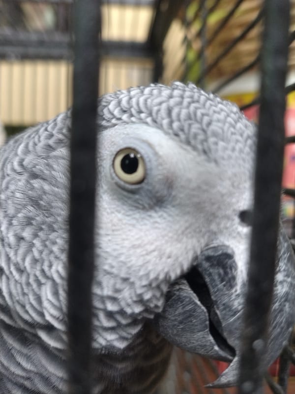 African Grey Parrot photographed in cage in Luxembourg