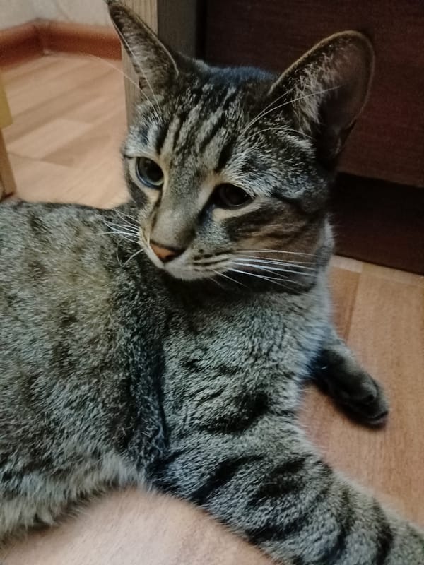 Cats at home in Almaty, with glimpses of the neighborhood at night