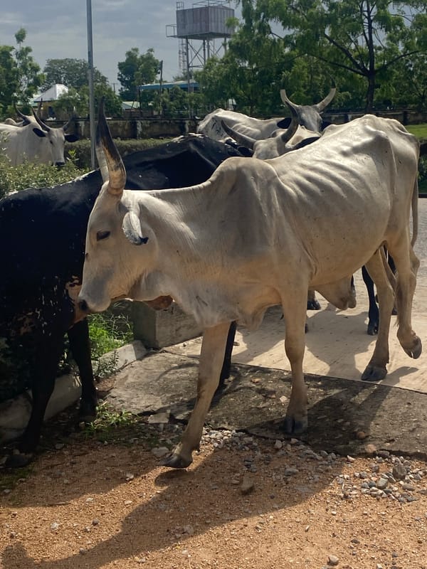 Cattle, campus life, and everyday scenes at a Nigerian institution