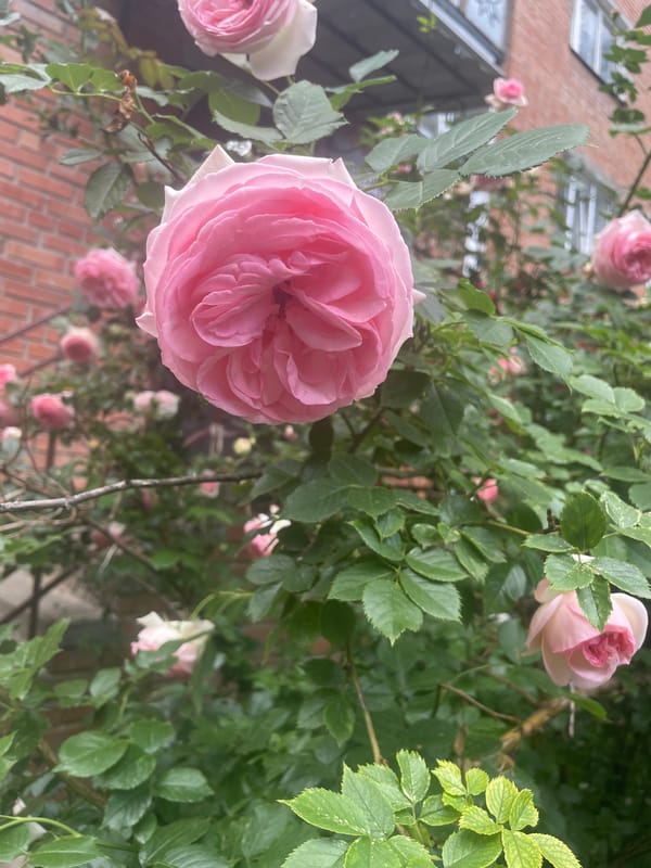 Floral displays documented in Poltava throughout afternoon