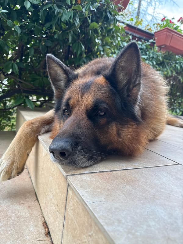 German Shepherd rests on tiles near garden planter