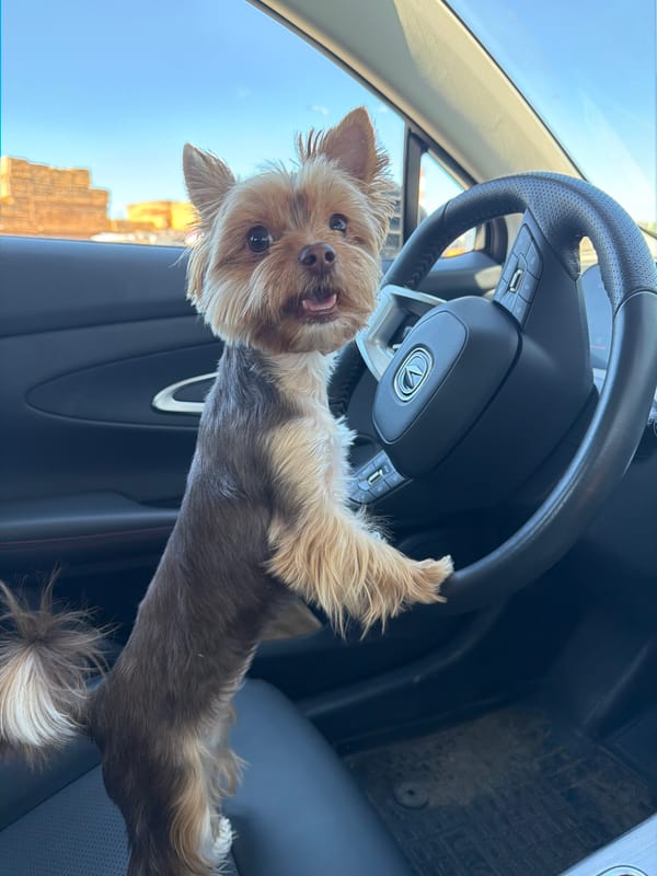 Yorkshire Terrier claims the driver's seat in Mytishchi