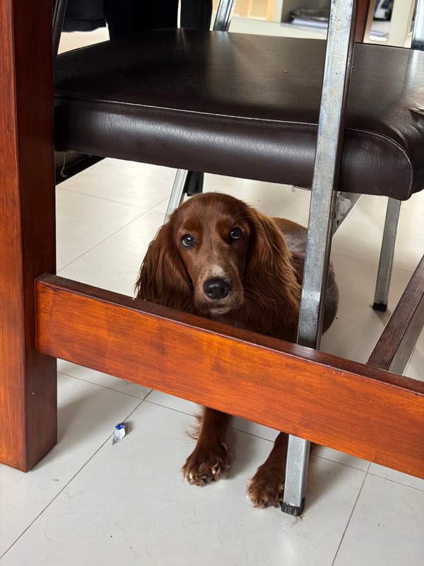 Irish Setter chills at home, gets treats, hides under chairs