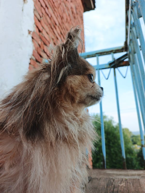 Quiet summer afternoon in a small Russian village