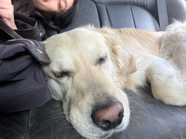 Driver and golden retriever photographed during car trip in Yerevan