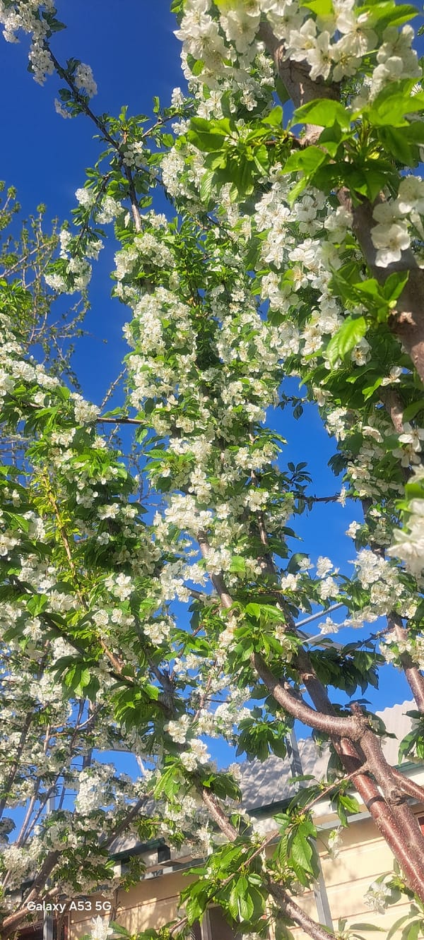 Spring blooms captured in Katta-Ravat, Uzbekistan