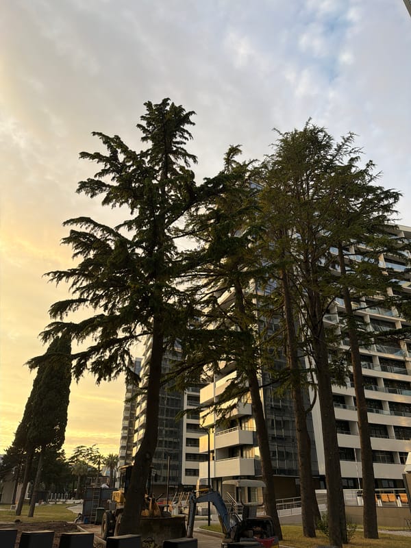 Sochi promenade at sunset, July 2026