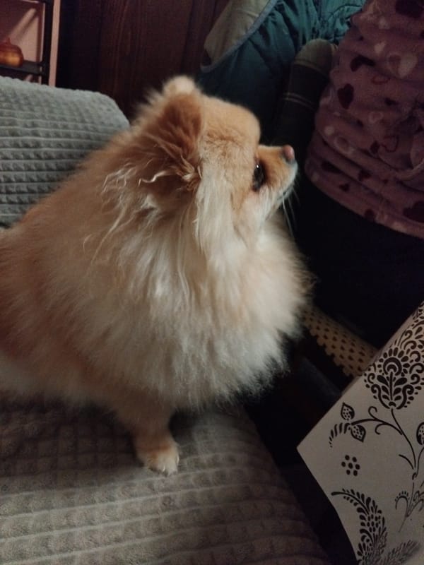 Pomeranian dog rests on couch in Apriltsi, Bulgaria