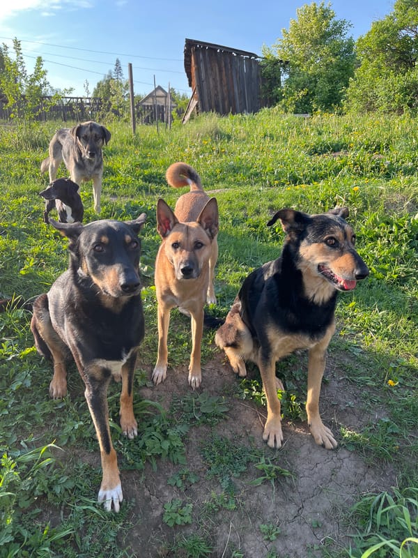 Dogs rest, play and share pizza in Nizhny Tagil