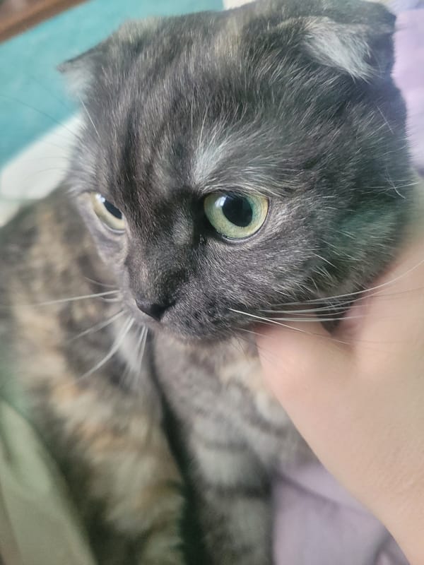 Tortoiseshell cat photographed being petted indoors in Izhevsk