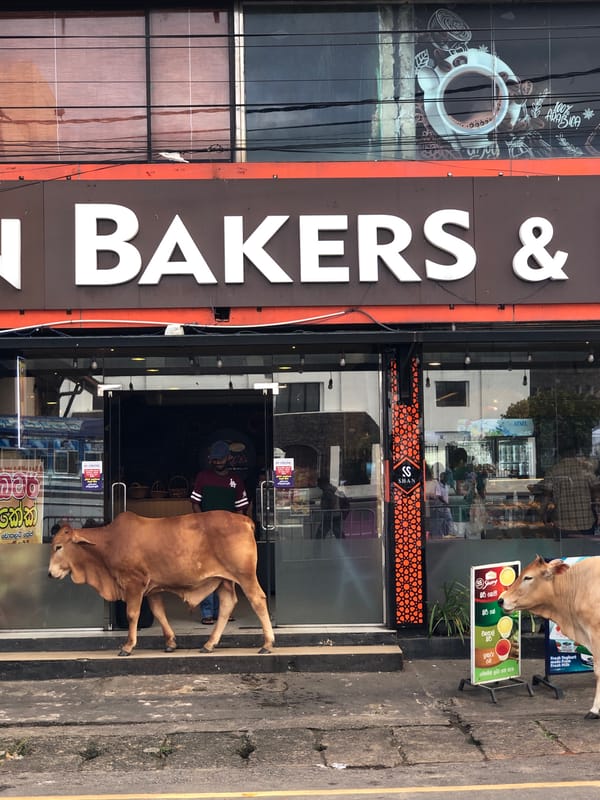 Cow roams Galle's bakery strip on a quiet morning