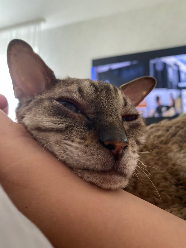 Lazy afternoon at home with cats and dogs in Perm