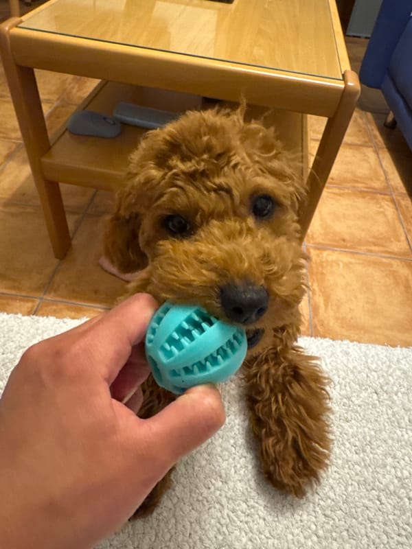 Quiet Sunday moments: puppy playtime and selfies in Montenegro