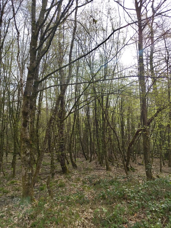 Spring forest conditions documented in Mettlach, Germany