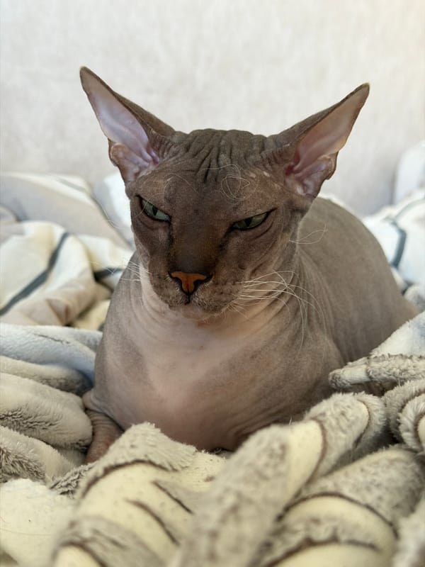 Woman documents morning routine with Sphynx cat in Izhevsk apartment