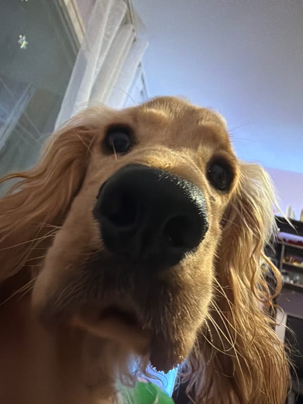 Close-up of a golden Cocker Spaniel in Sofia