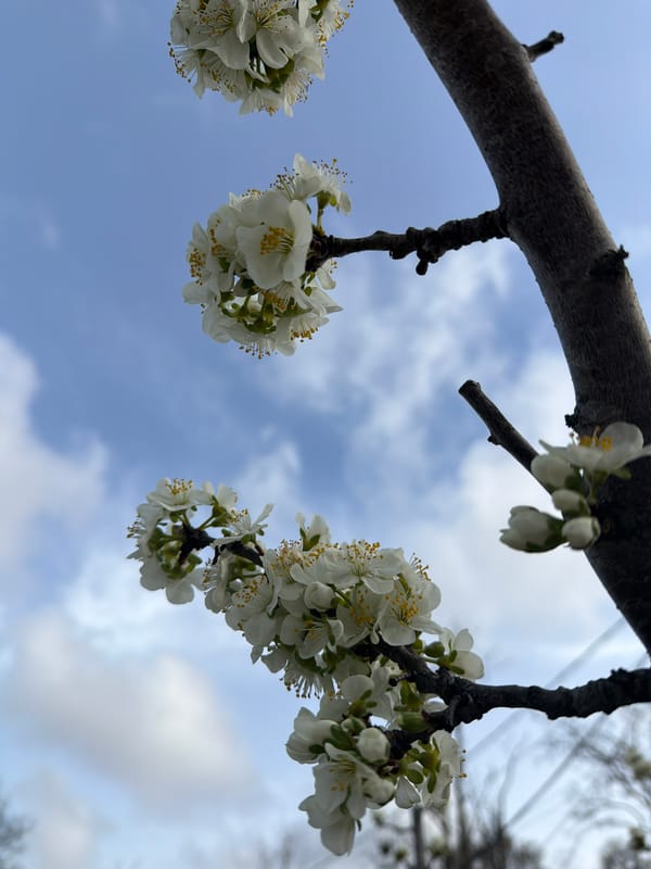 Spring flowers bloom in Varna, Bulgaria