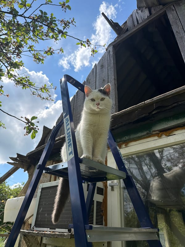 Rural Russian backyard moments: cat, dog, herbal drinks documented