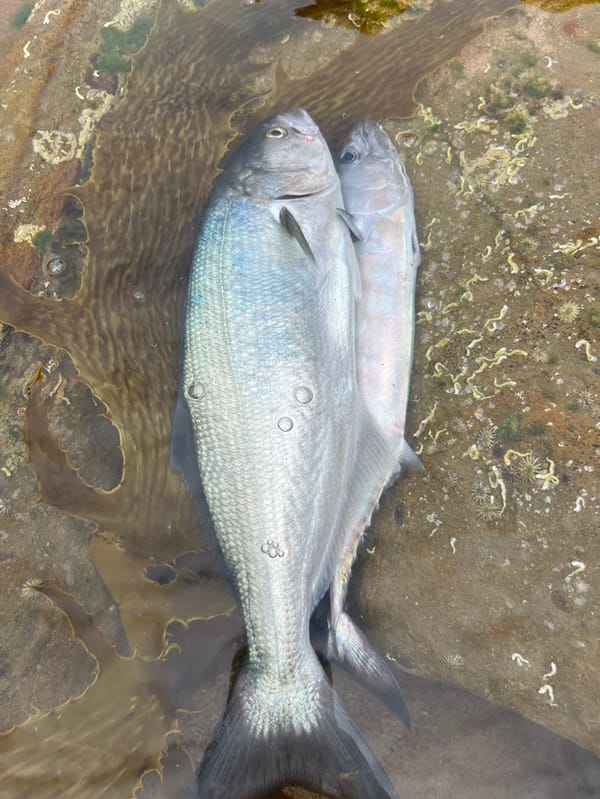Couple spends morning fishing, exploring rock pools near Bulli