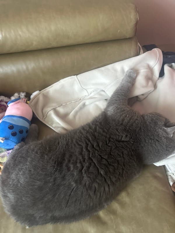 Gray cat rests on green couch in Frankfurt home