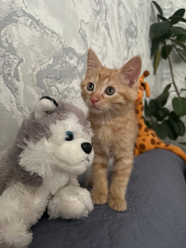 Shymkent garden life: flowers, cats, and backyard summer moments