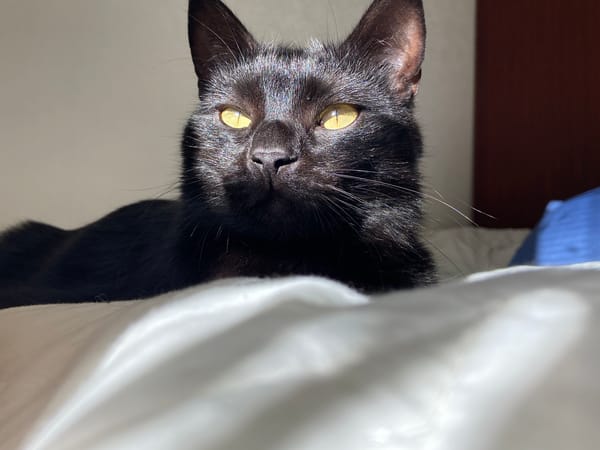 Black cat and muffins on a slow morning