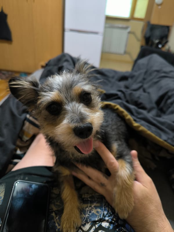 Dogs lounging and getting attention in Mykolaiv